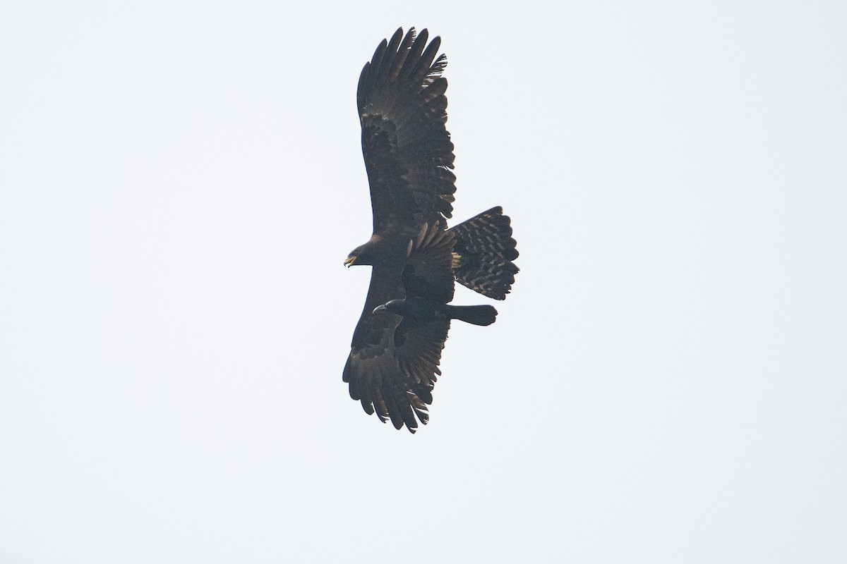 Black Eagle - ML646507786