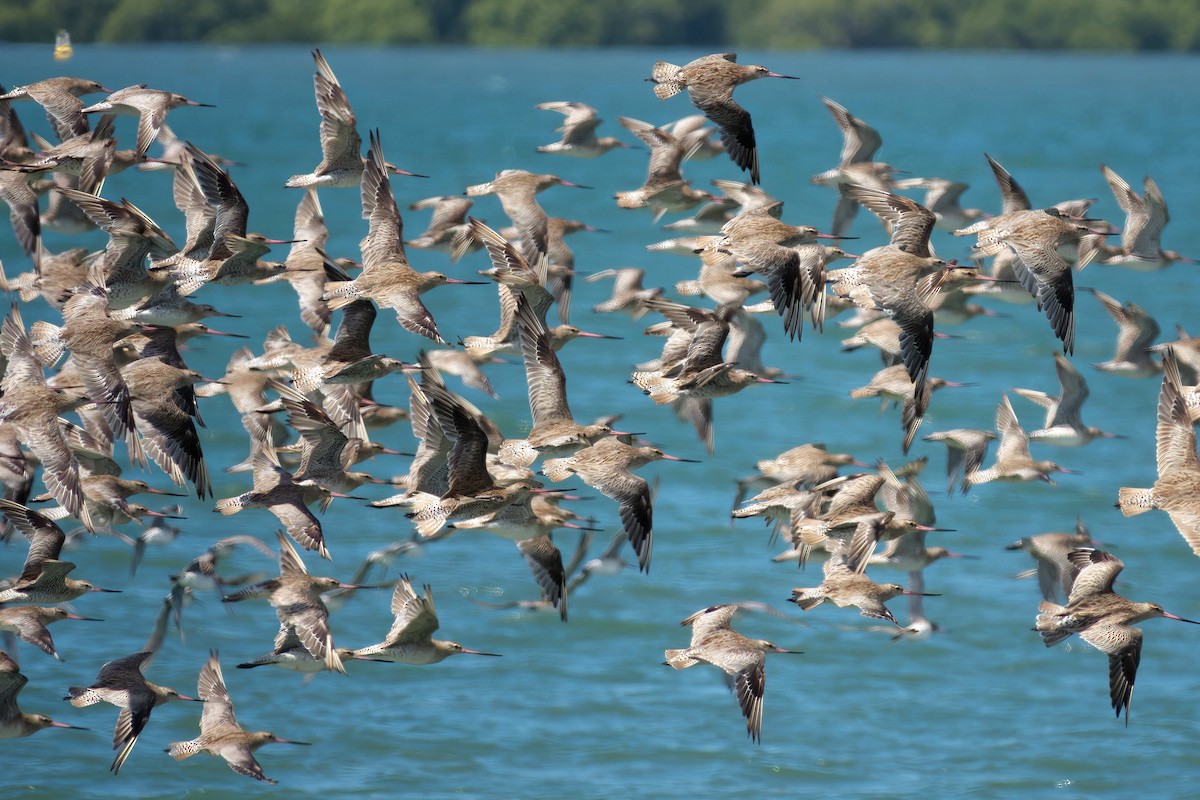 オオソリハシシギ - ML646507789