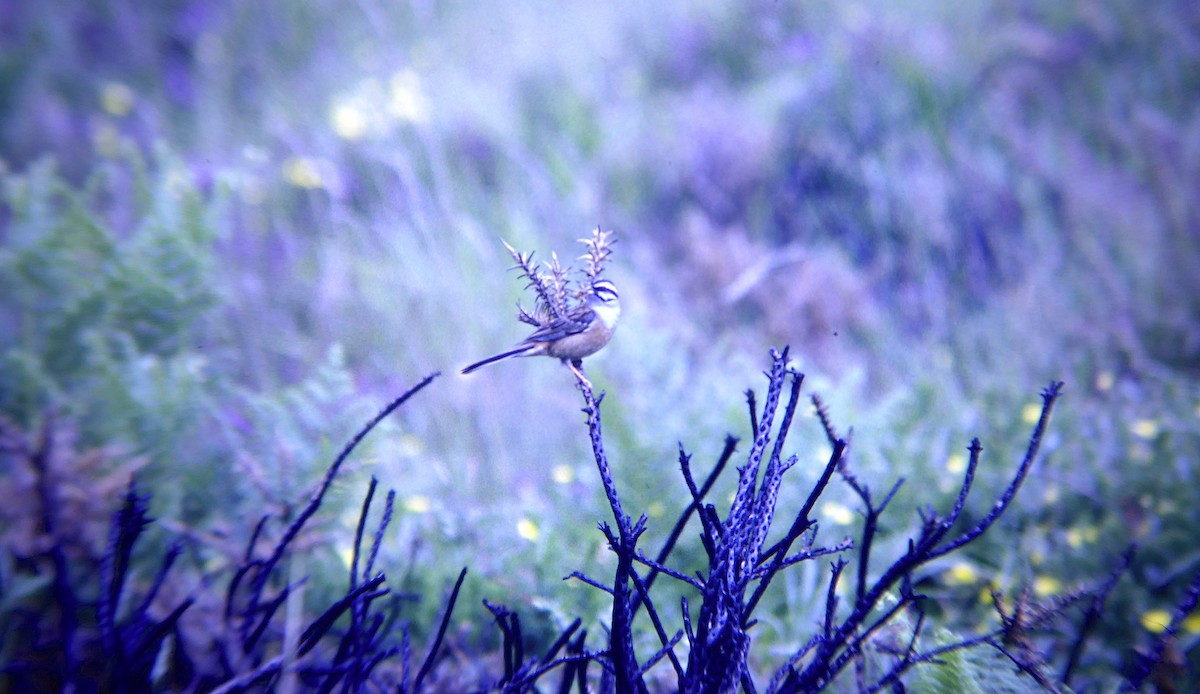 ヒゲホオジロ - ML646507790