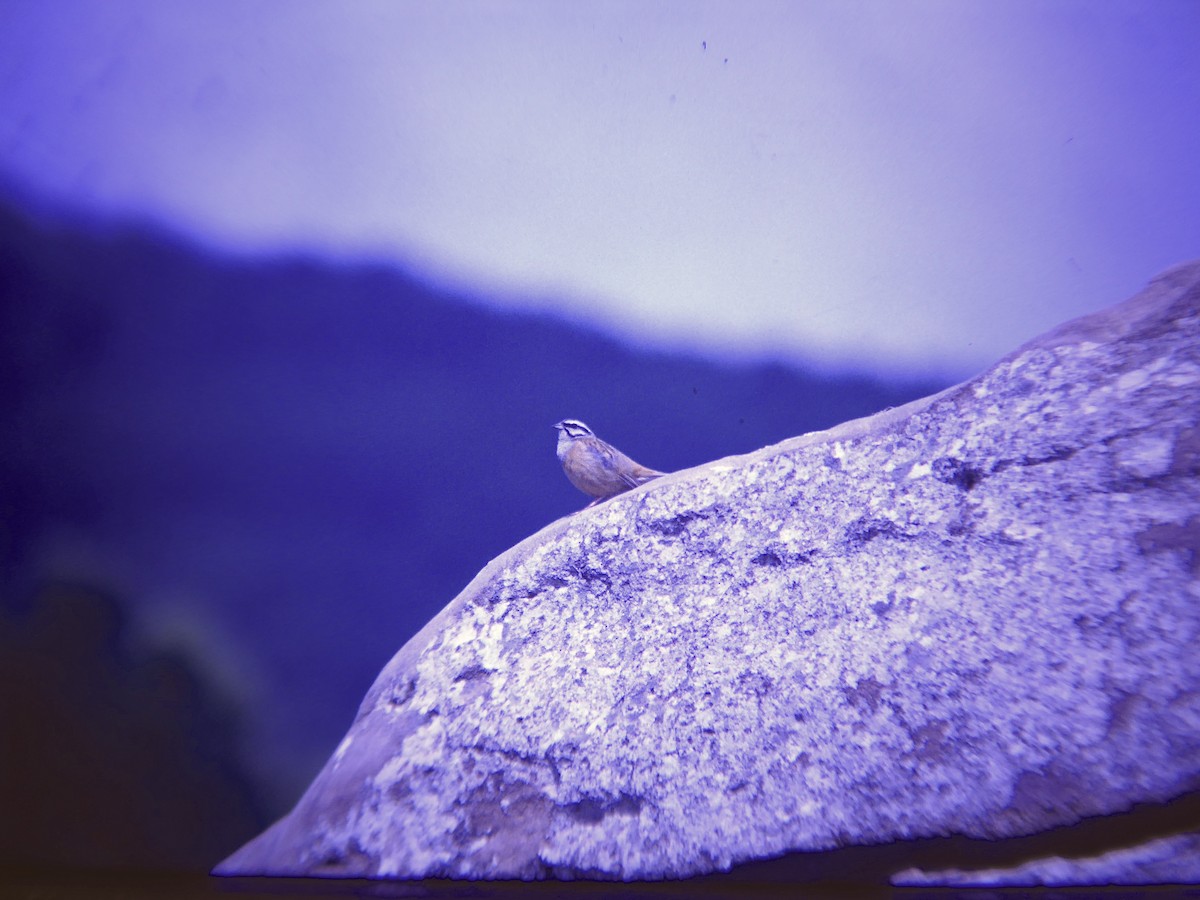 ヒゲホオジロ - ML646507791