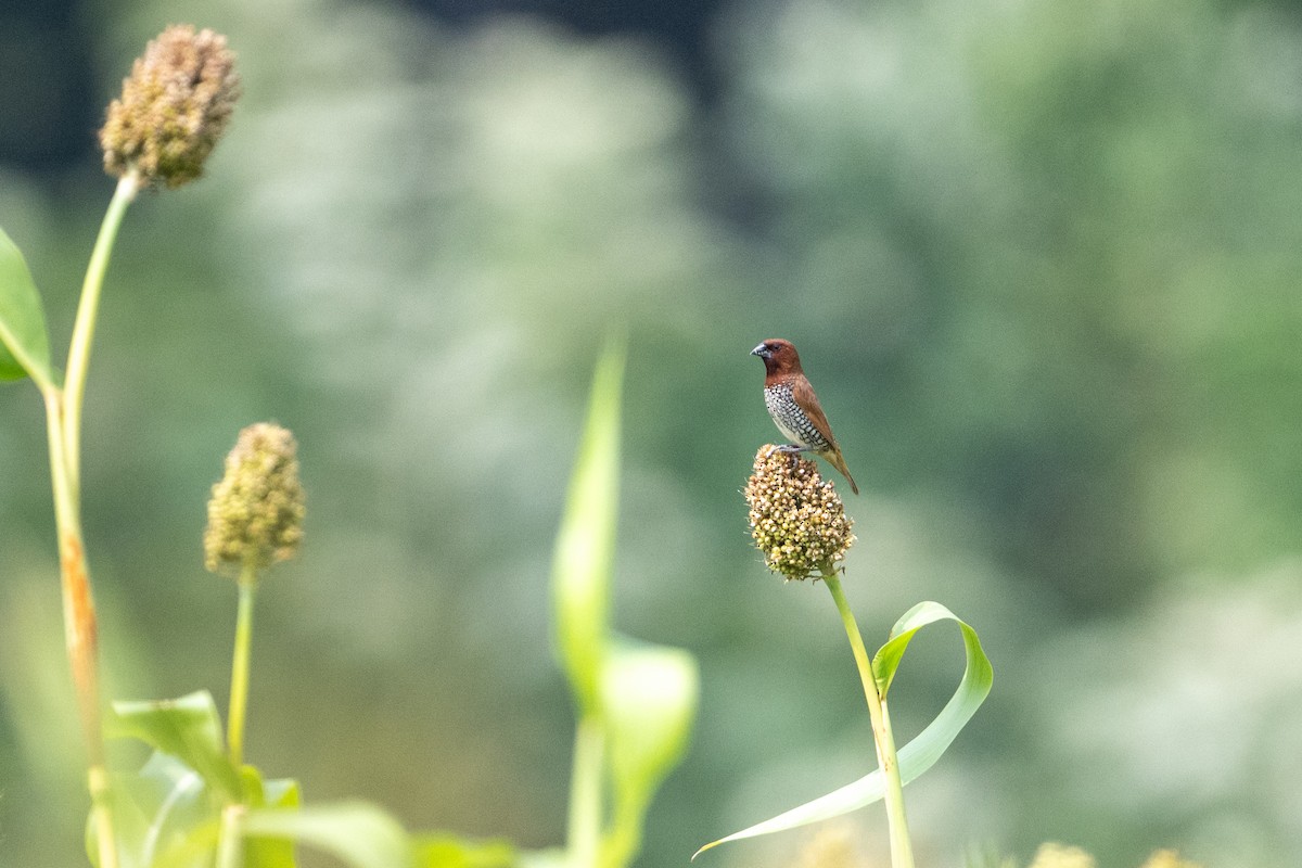 Scaly-breasted Munia - ML646507793