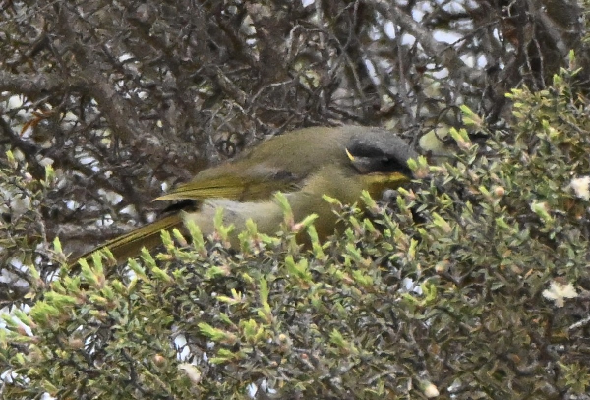 Mielero de Boqueras - ML646507811