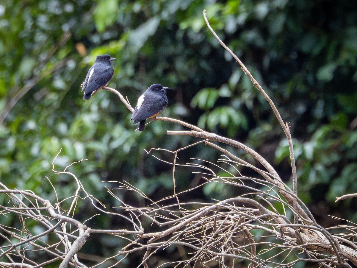 ツバメオオガシラ - ML646507815