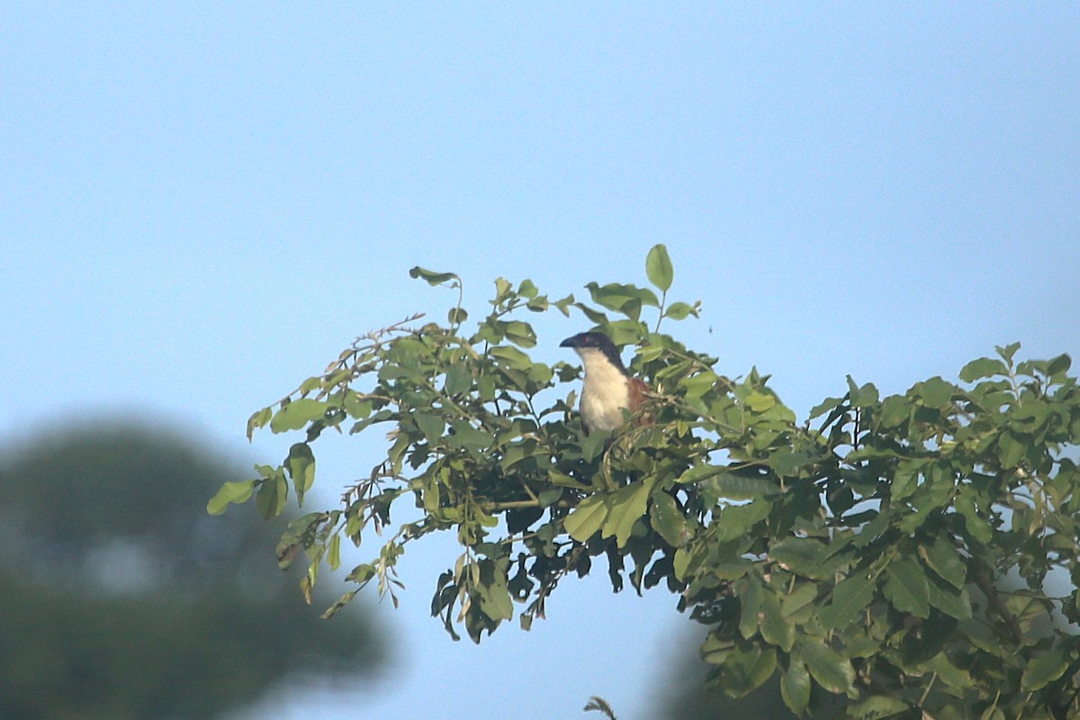 セネガルバンケン - ML646507816