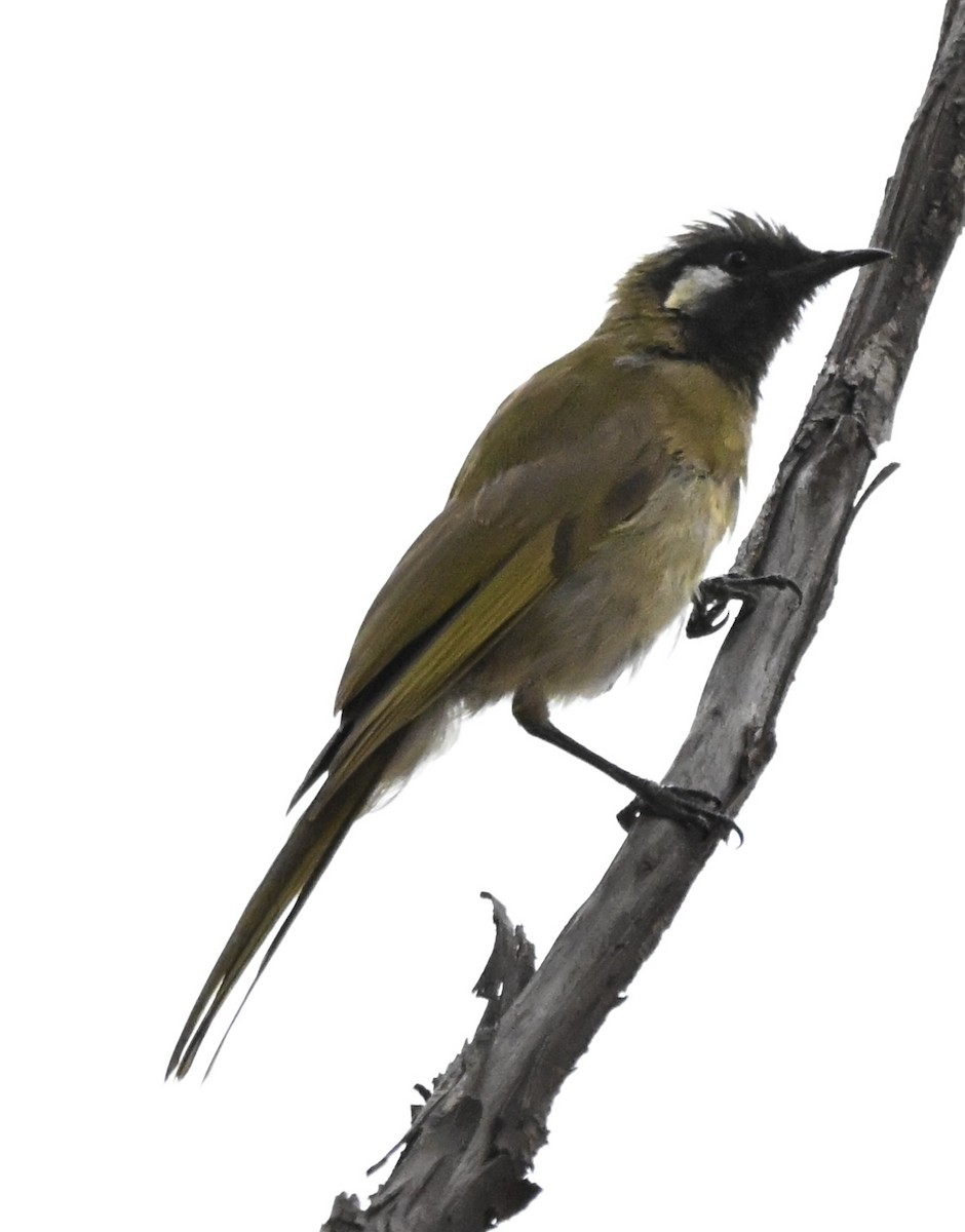 ミミジロミツスイ - ML646507817