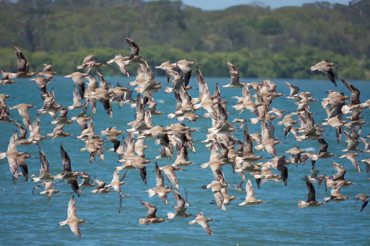 オオソリハシシギ - ML646507818