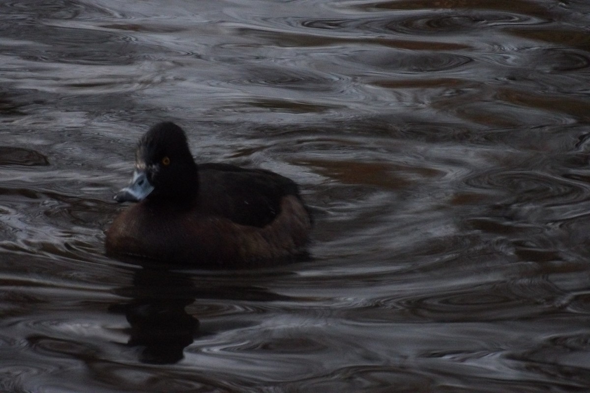 キンクロハジロ - ML646507819