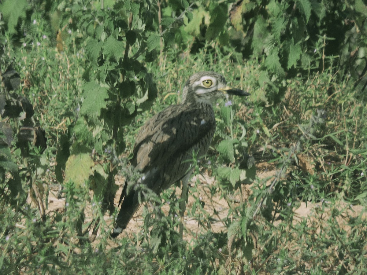 コイシチドリ - ML646507820