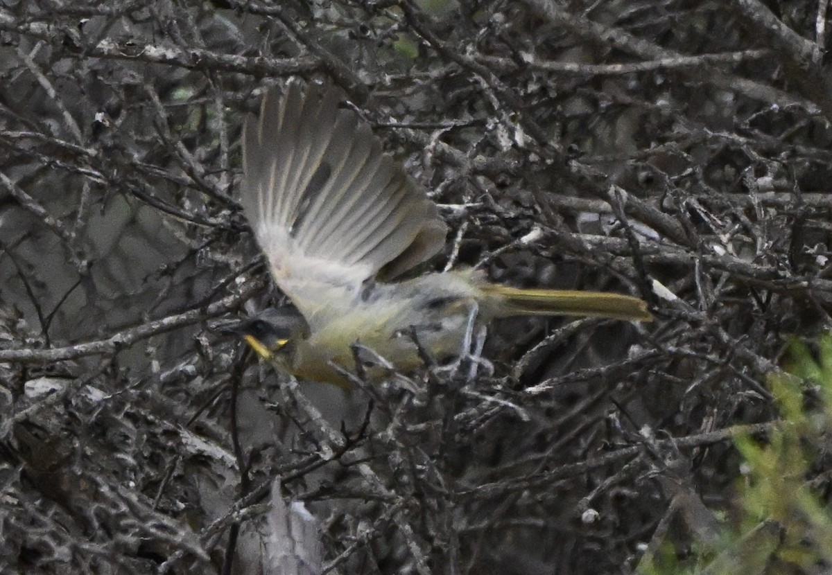 フジビタイコバシミツスイ - ML646507824