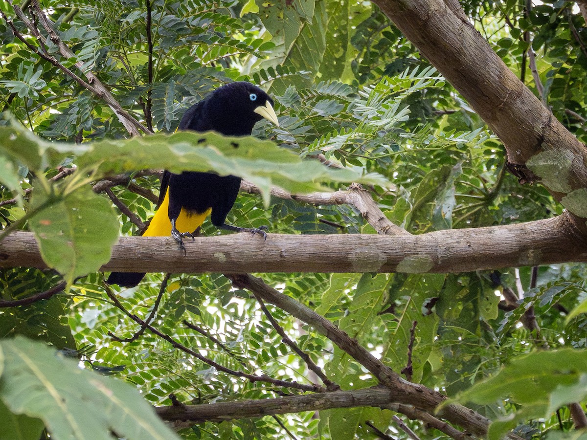 キゴシツリスドリ - ML646507827