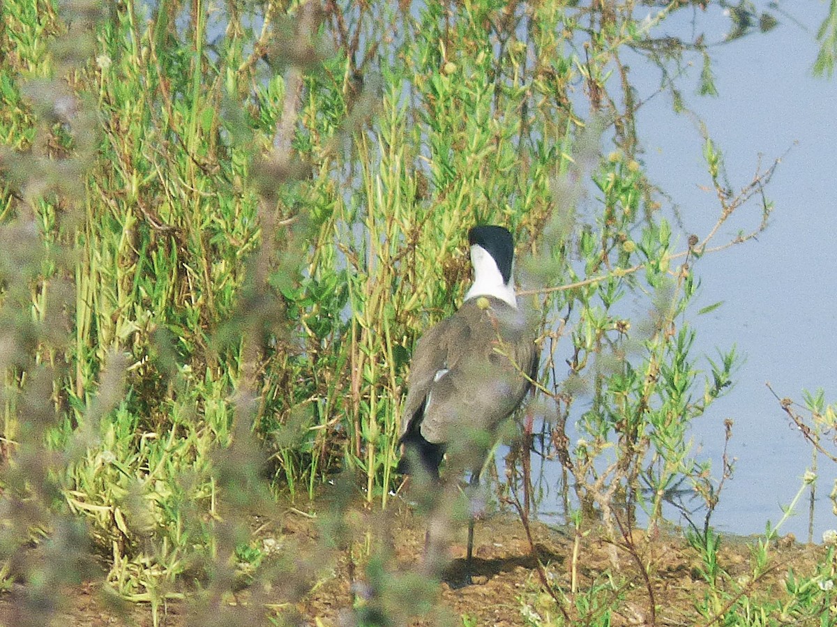 ツメバゲリ - ML646507828