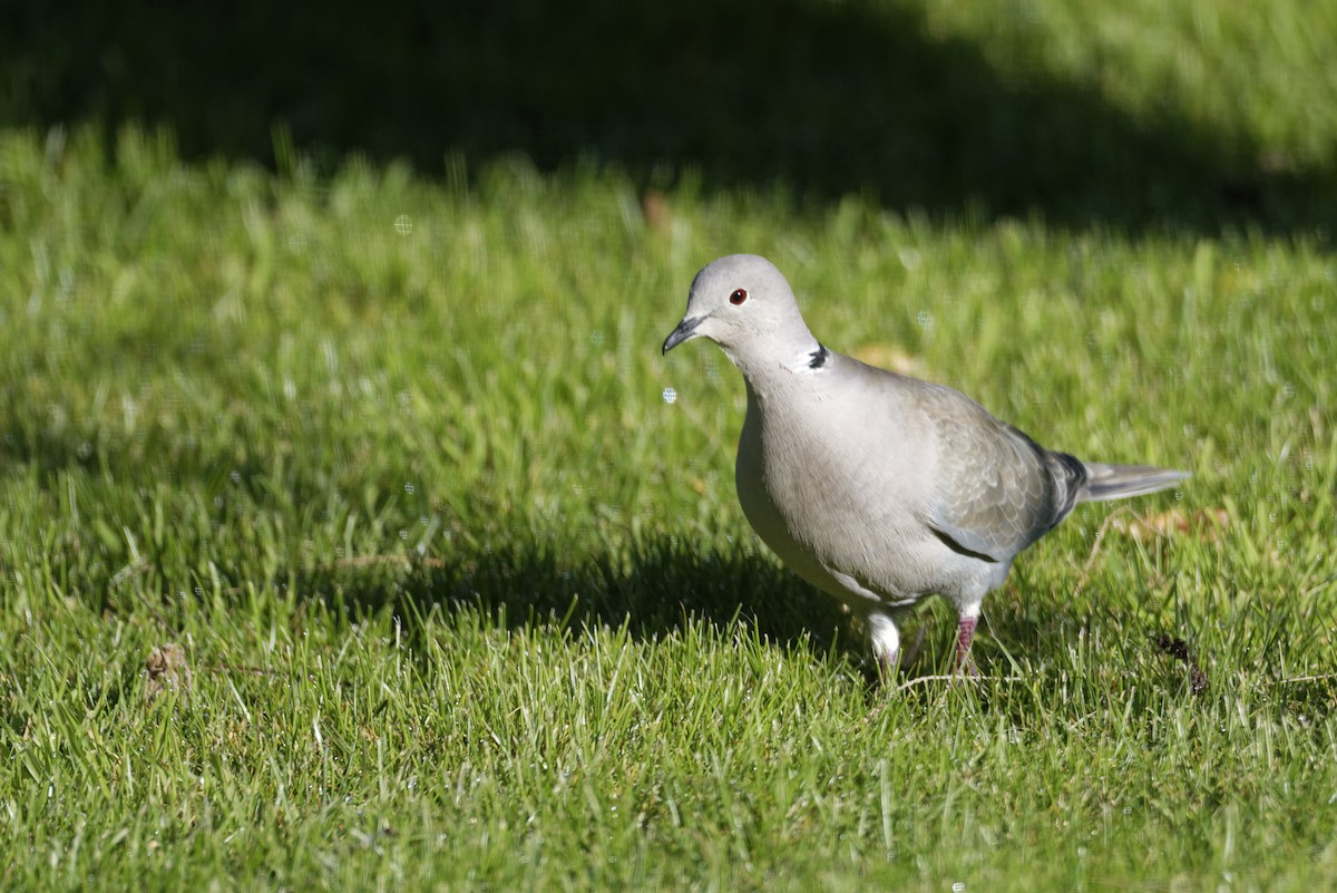 シラコバト - ML646507829