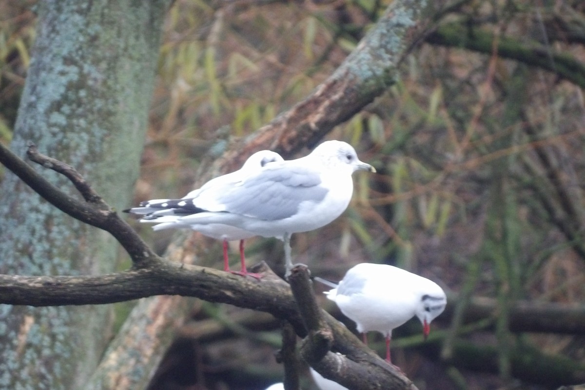 カモメ - ML646507830