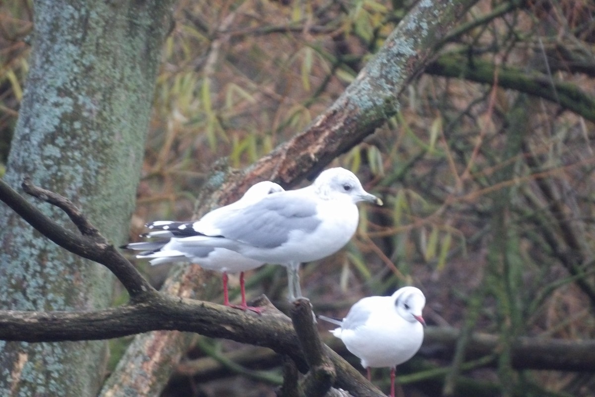 カモメ - ML646507831