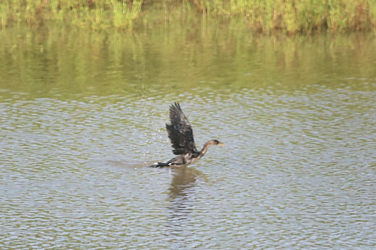 アフリカコビトウ - ML646507832