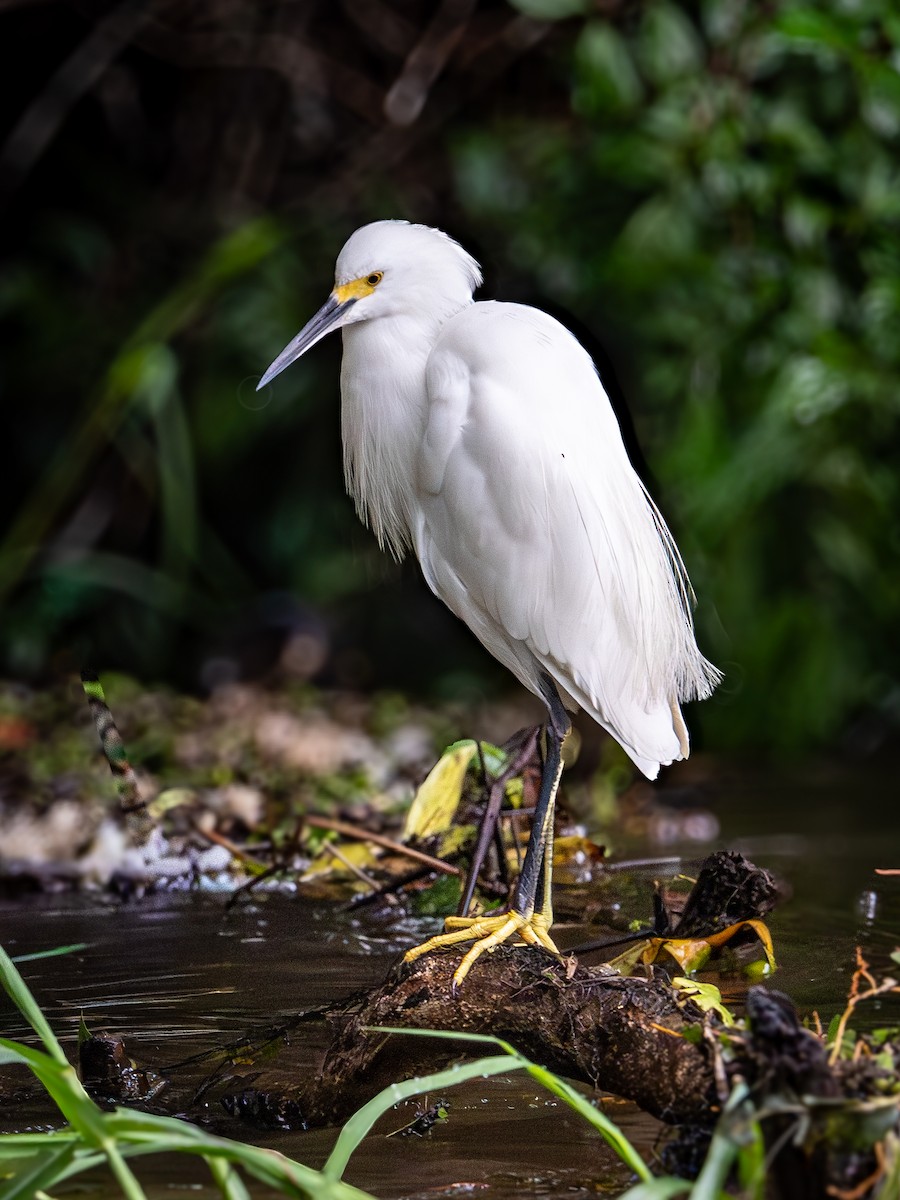 ユキコサギ - ML646507833