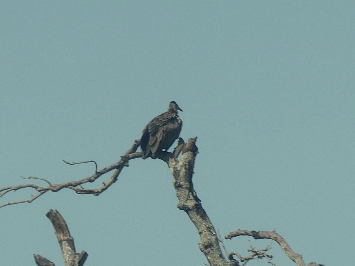 ズキンハゲワシ - ML646507836