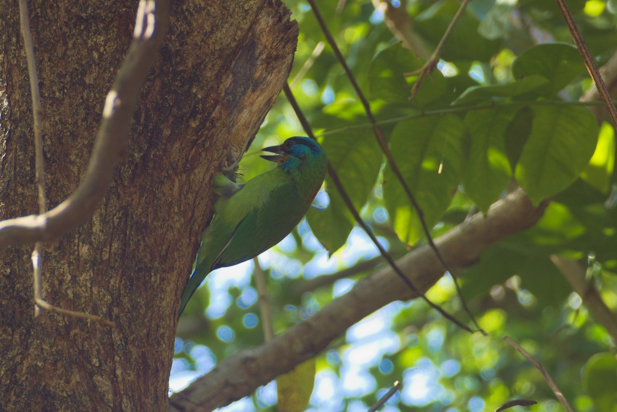 タイワンゴシキドリ - ML646507837