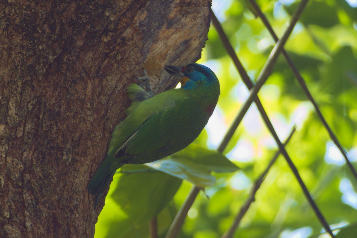 タイワンゴシキドリ - ML646507838