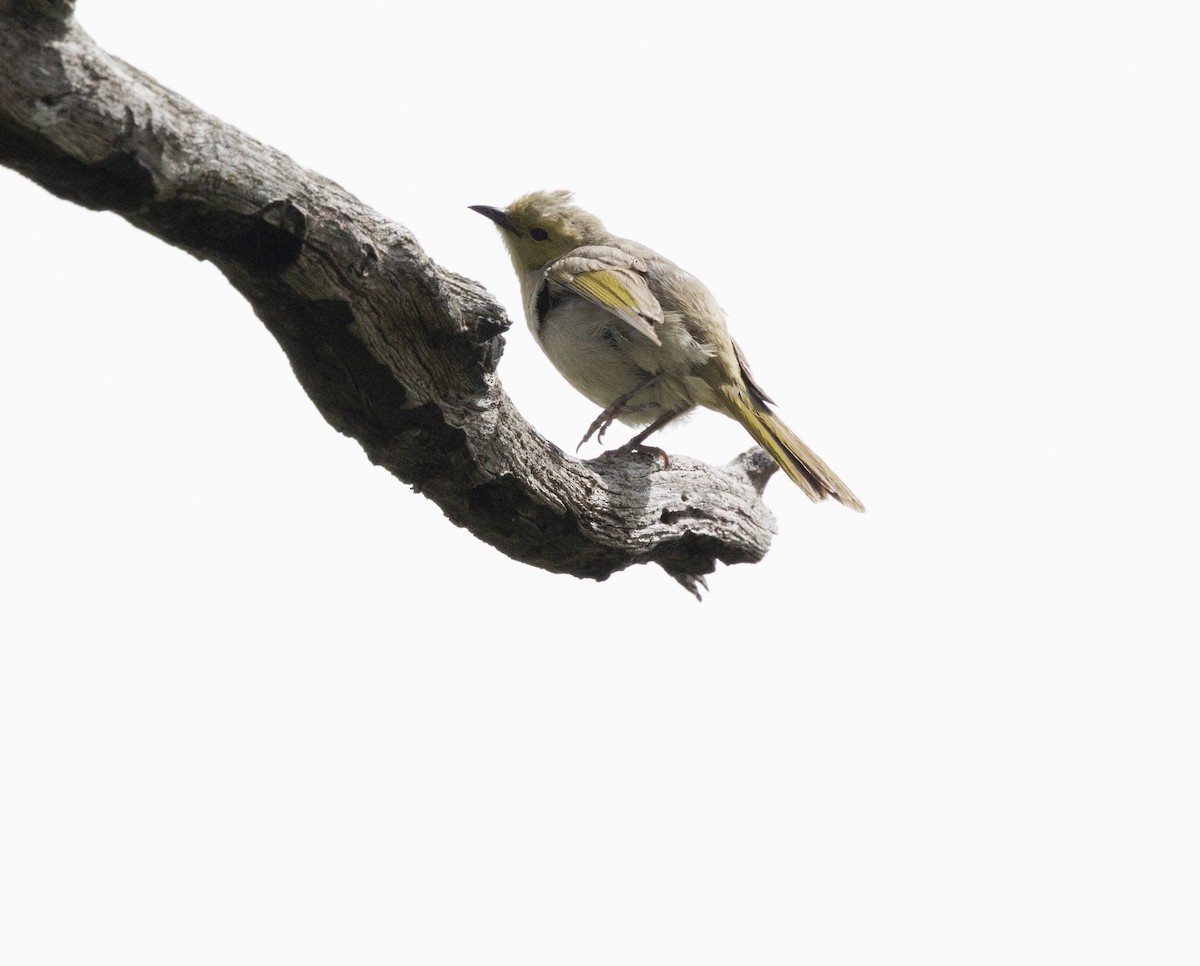 ミミジロコバシミツスイ - ML646507840