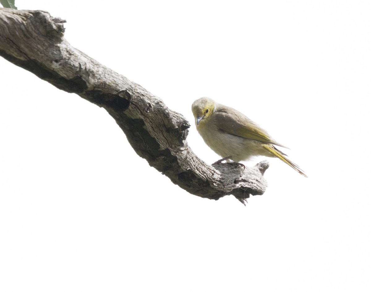 ミミジロコバシミツスイ - ML646507841