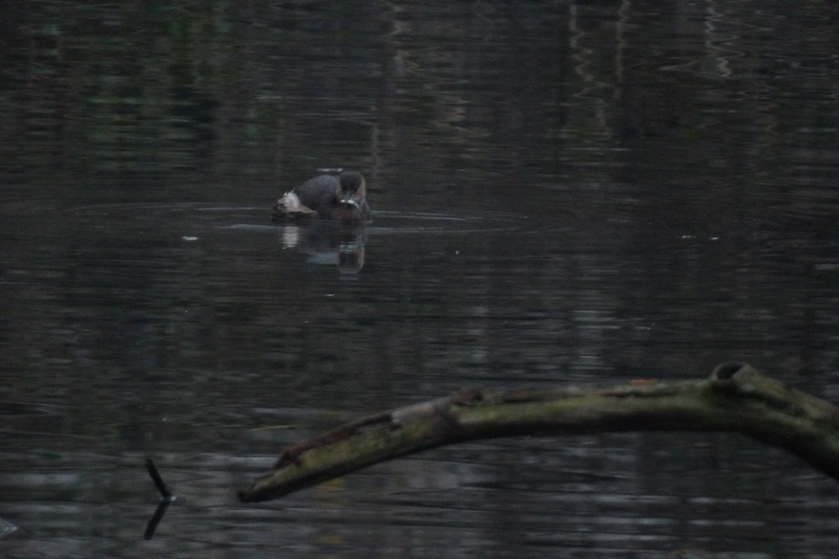 カイツブリ - ML646507842