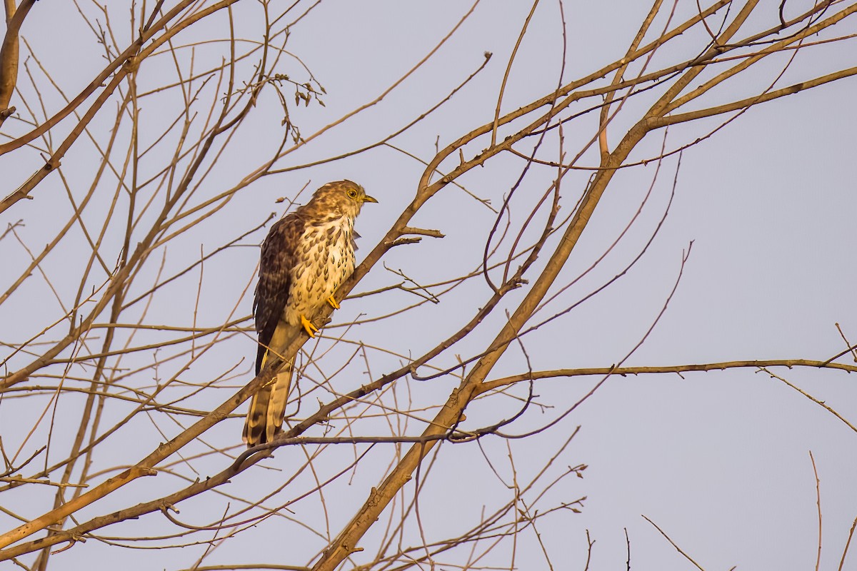 ハイタカジュウイチ - ML646507843