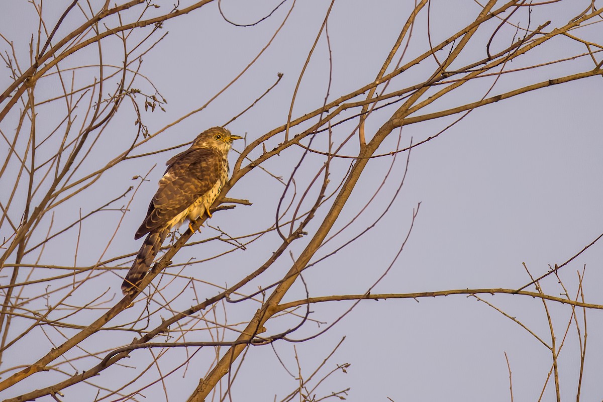 ハイタカジュウイチ - ML646507844