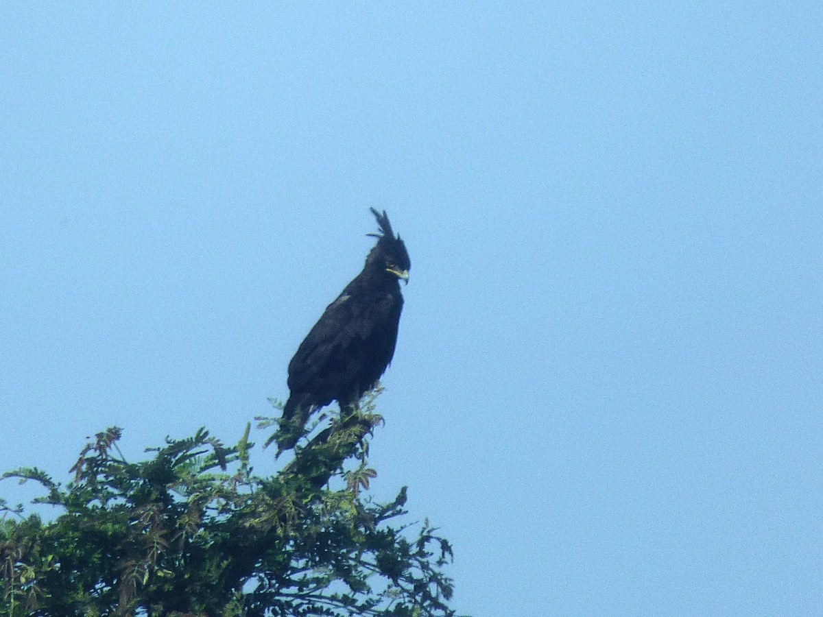 エボシクマタカ - ML646507845