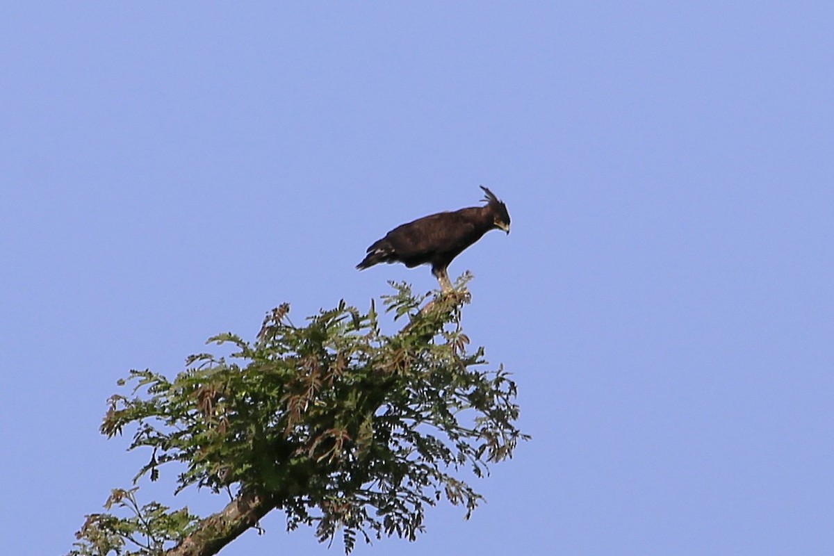 エボシクマタカ - ML646507846