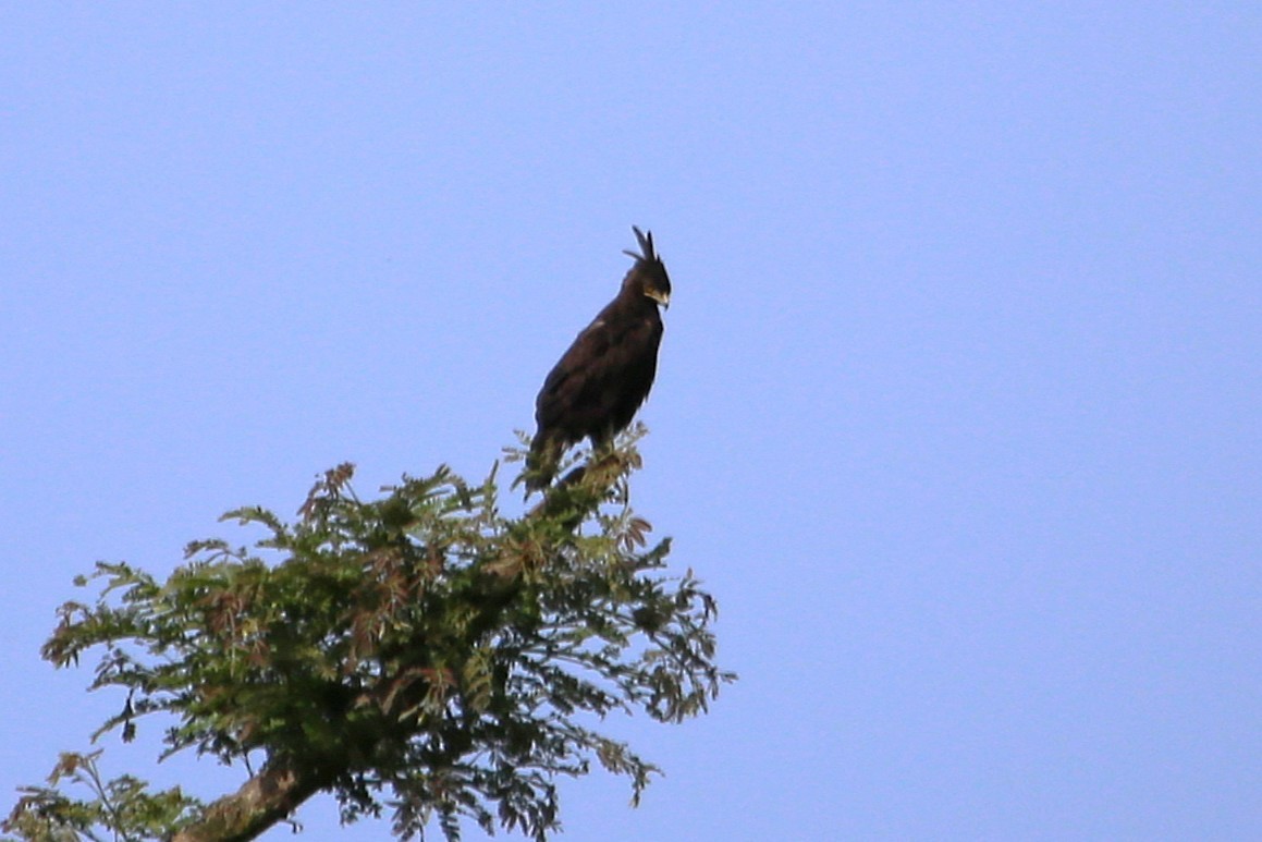 エボシクマタカ - ML646507847