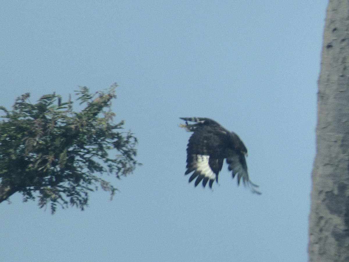 エボシクマタカ - ML646507848