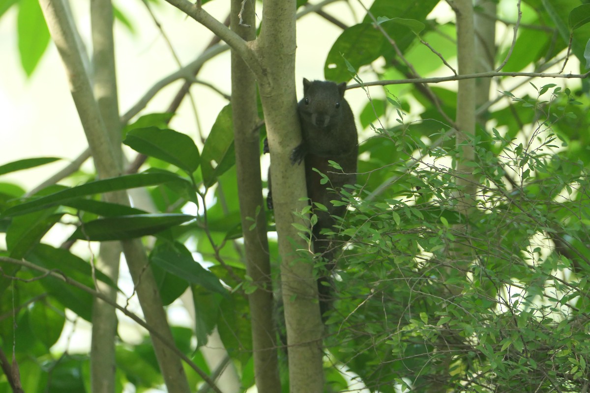 Taiwan Squirrel - ML646507849