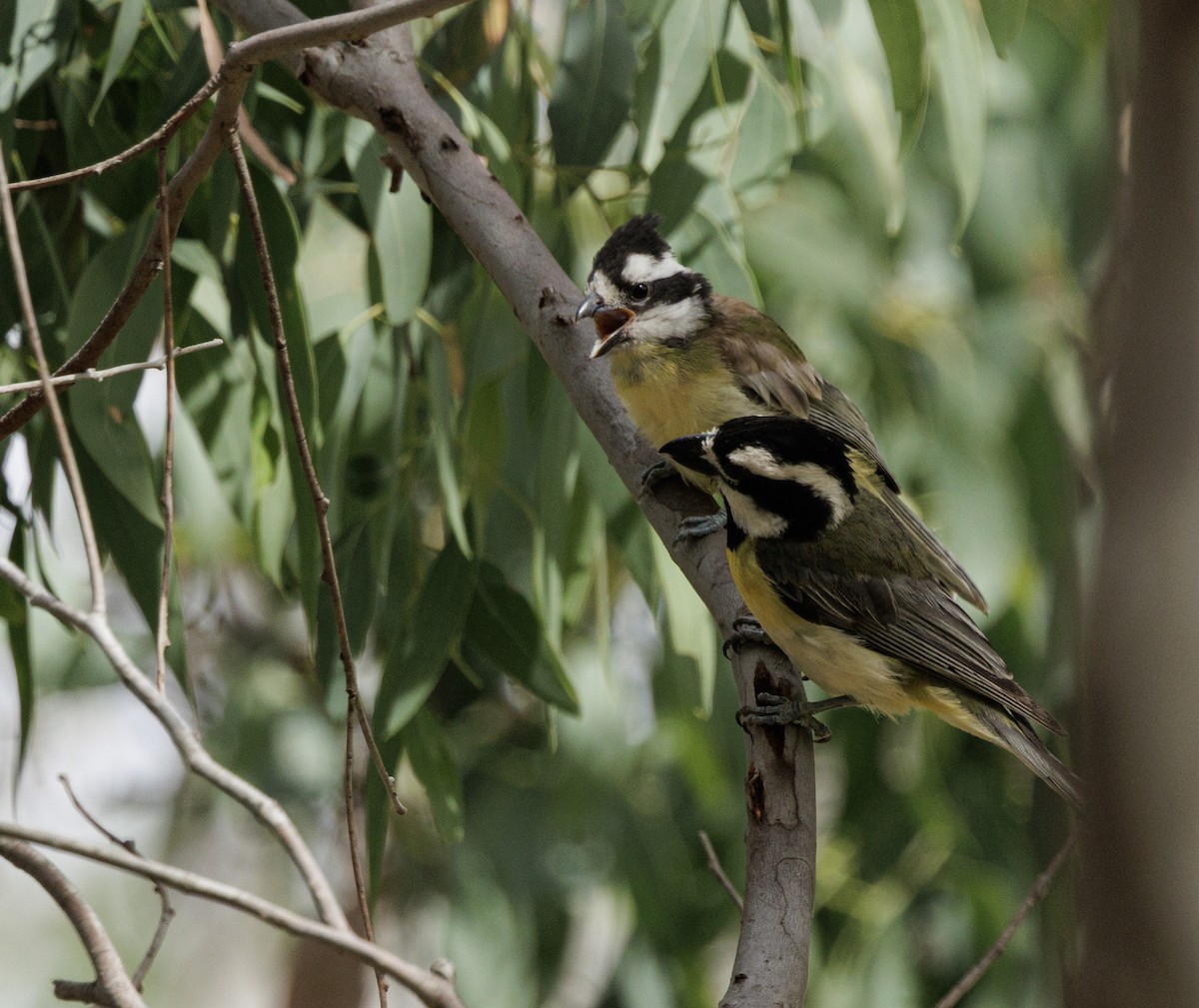 Eastern Shrike-tit - ML646507853