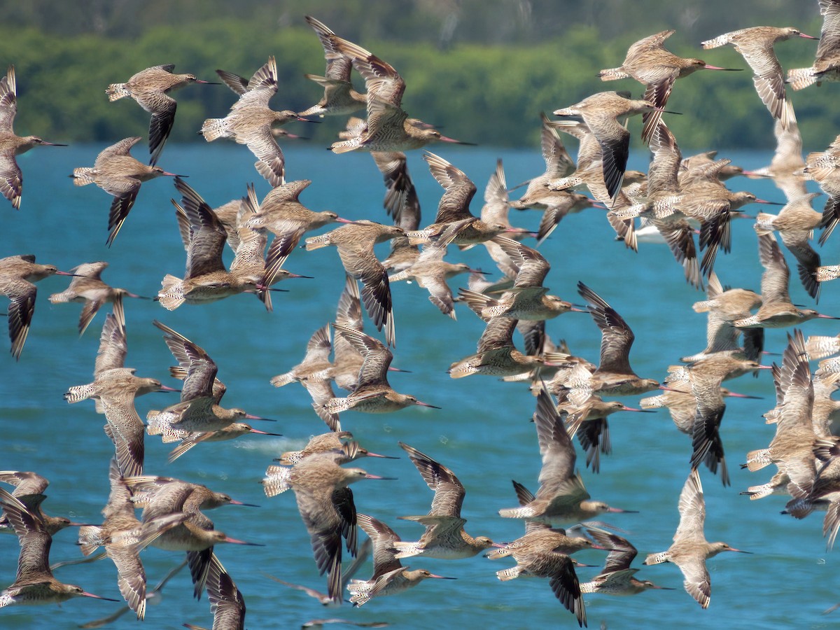 オオソリハシシギ - ML646507854