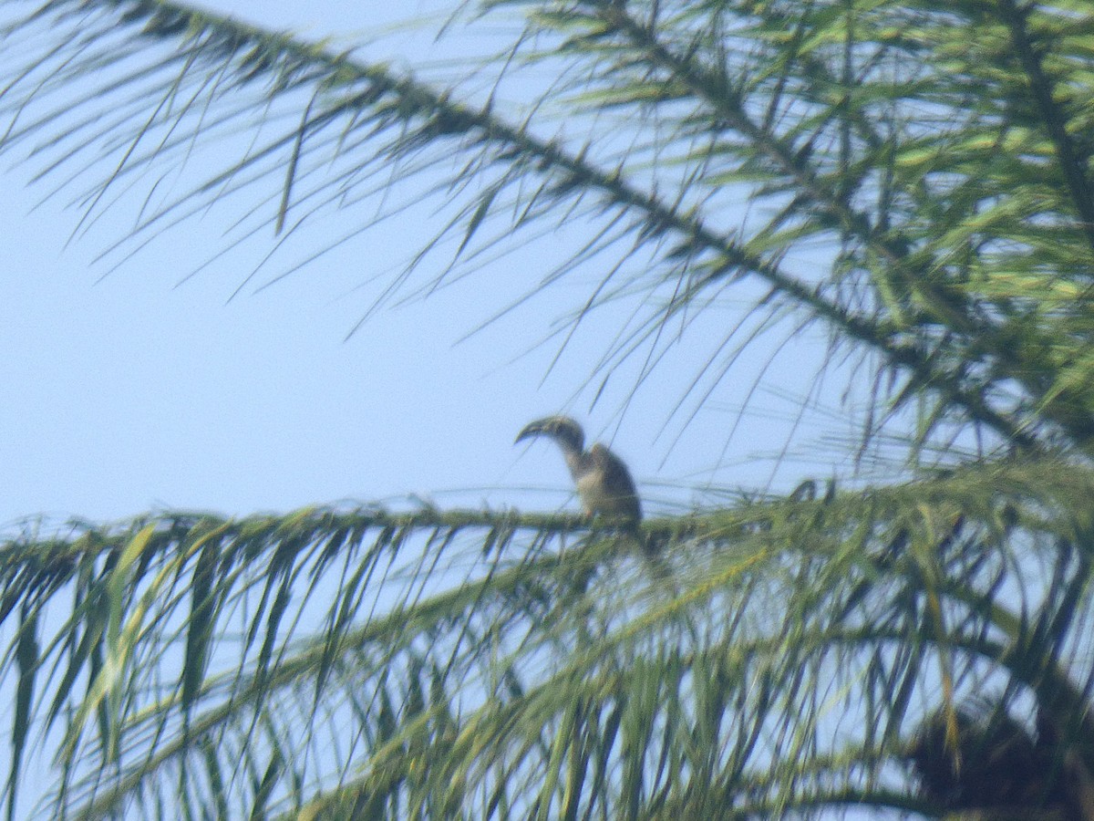 African Gray Hornbill - ML646507857