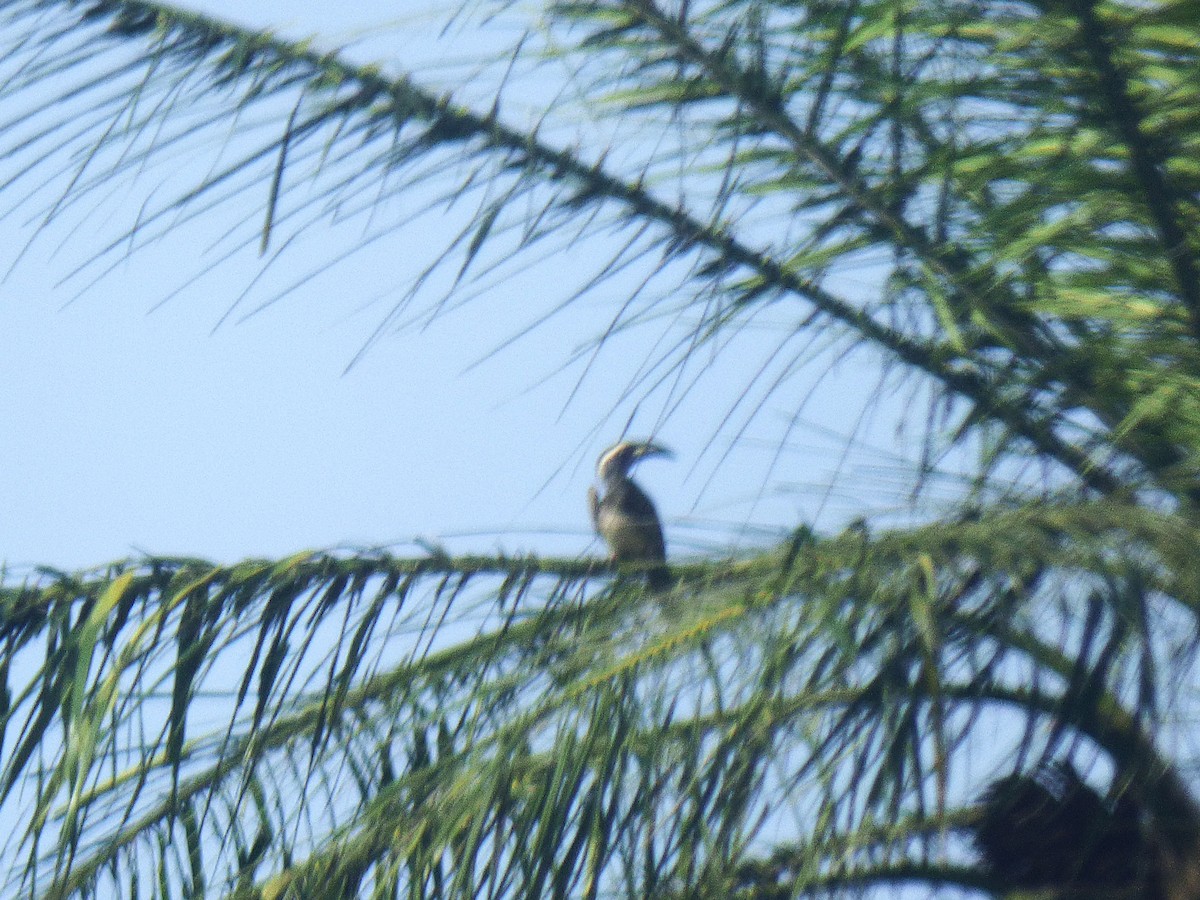 African Gray Hornbill - ML646507858