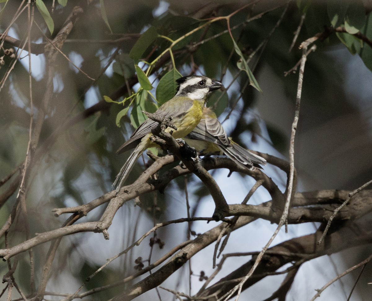 Eastern Shrike-tit - ML646507859