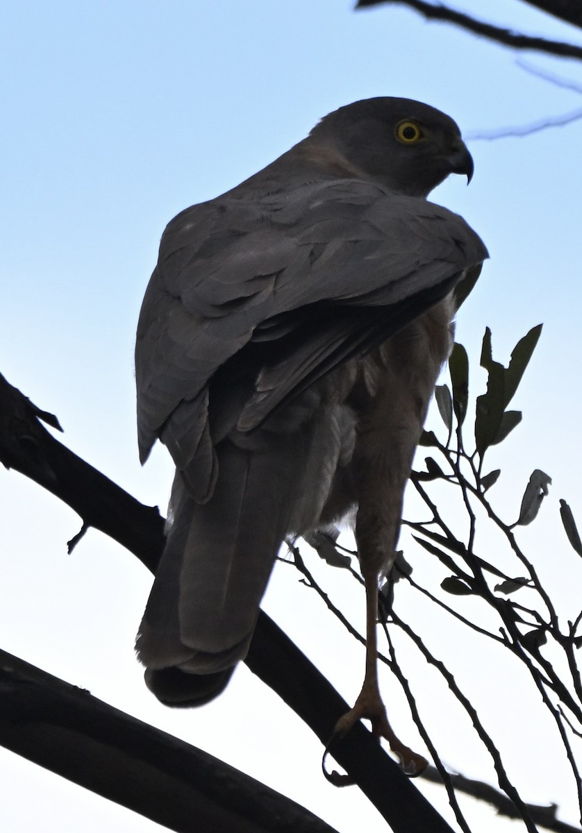 Gavilán Acollarado - ML646507860