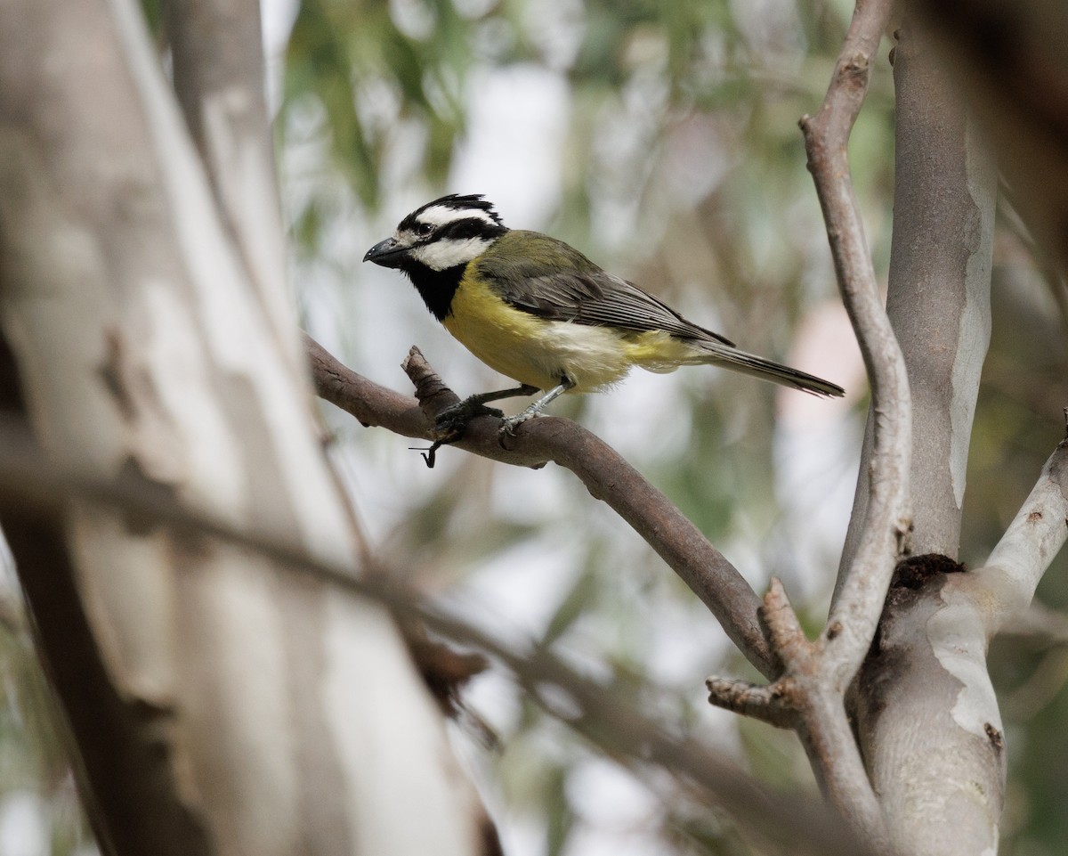 Eastern Shrike-tit - ML646507861
