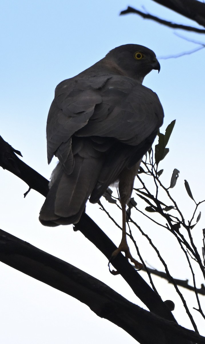 Gavilán Acollarado - ML646507862