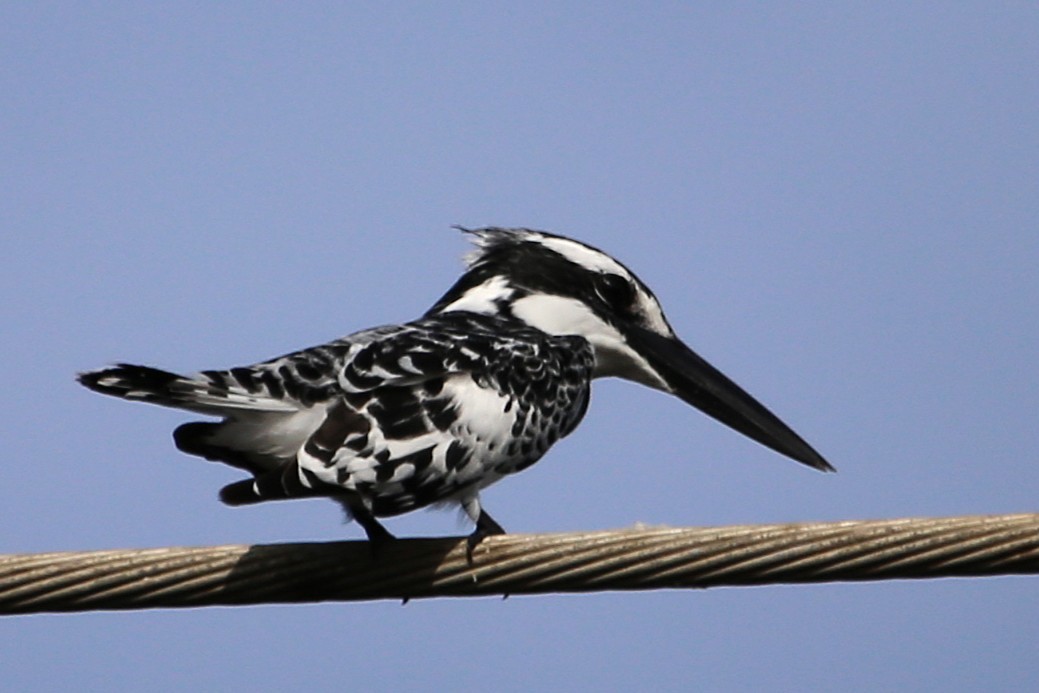 פרפור עקוד - ML646507863