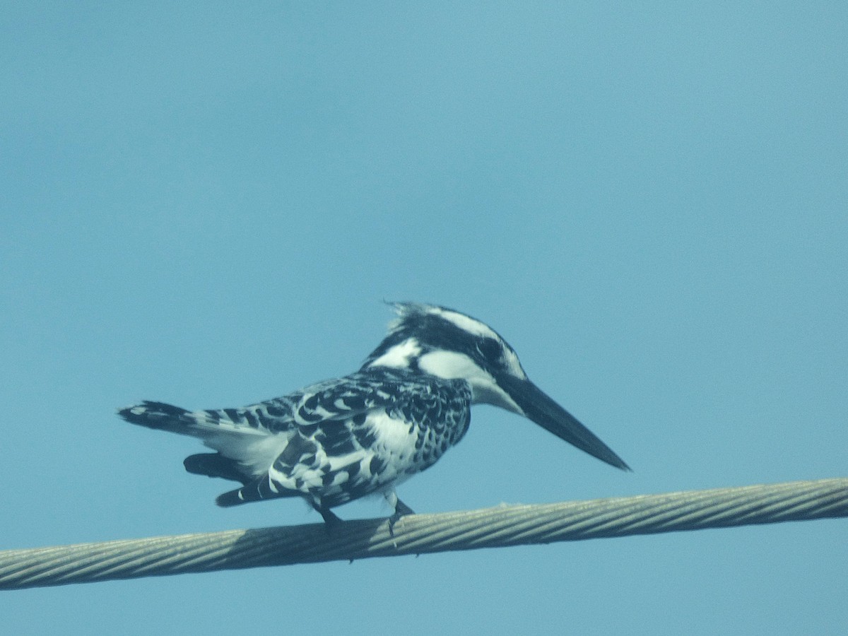 פרפור עקוד - ML646507864