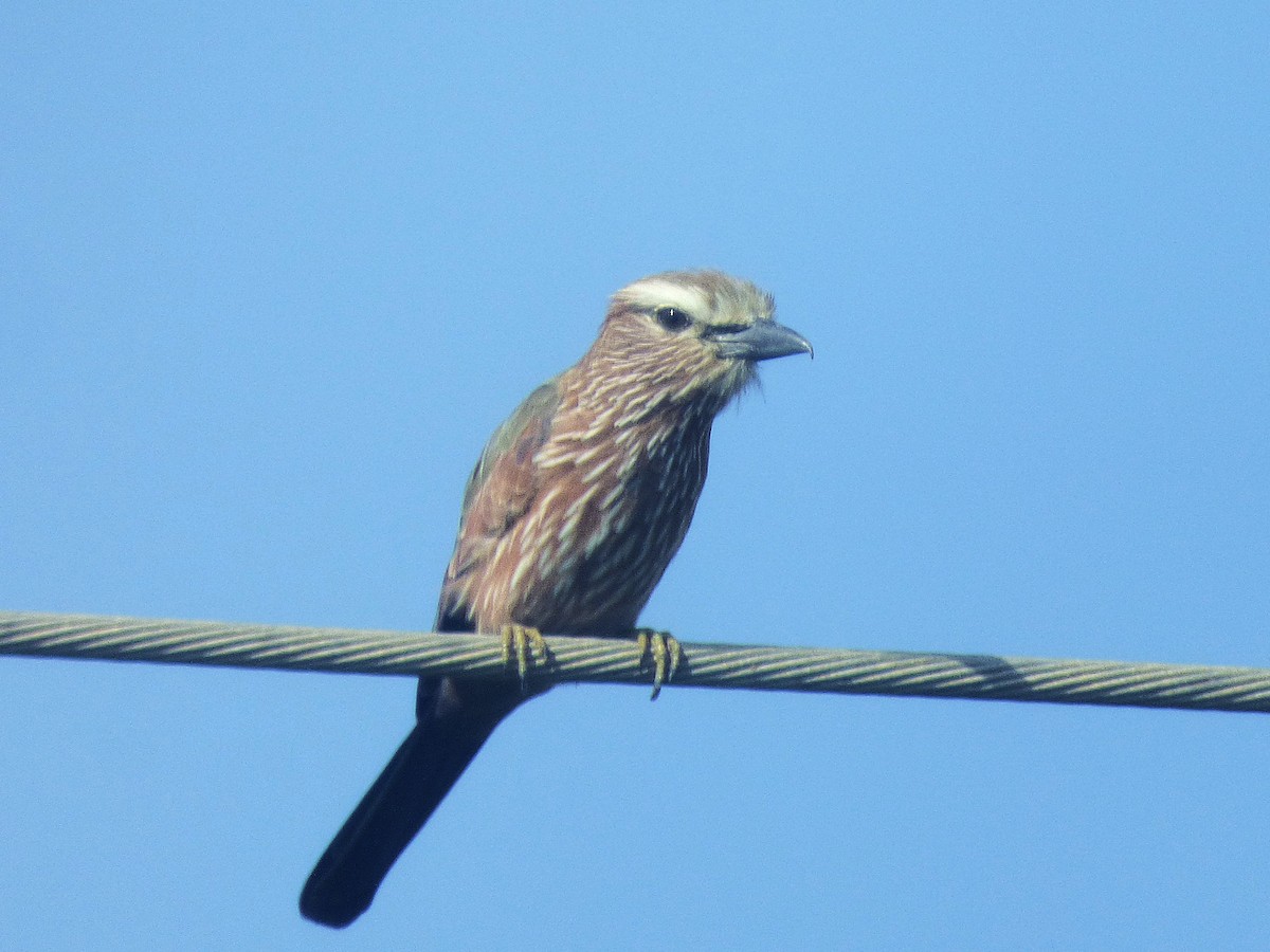 Purple Roller - ML646507878