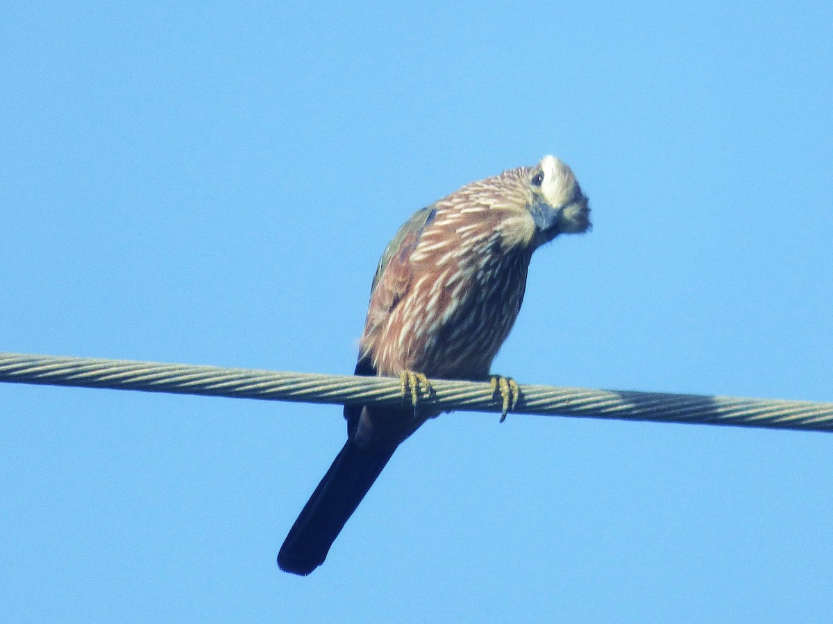 Purple Roller - ML646507879