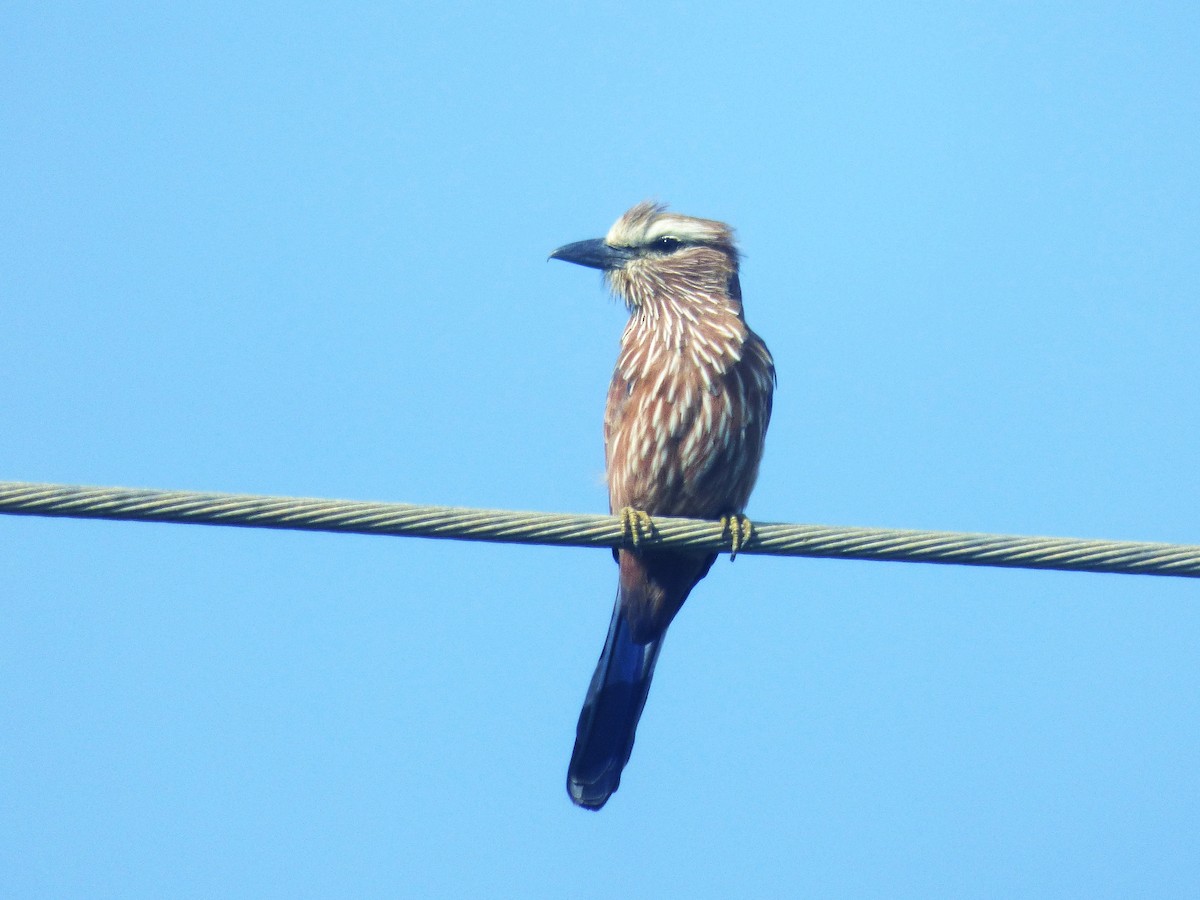 Purple Roller - ML646507880