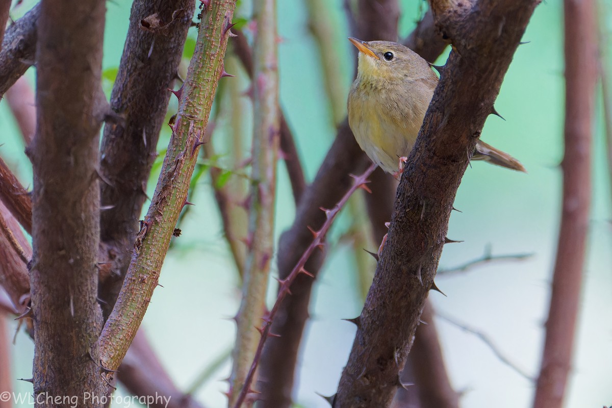 Шивэр цоохондой - ML646507883