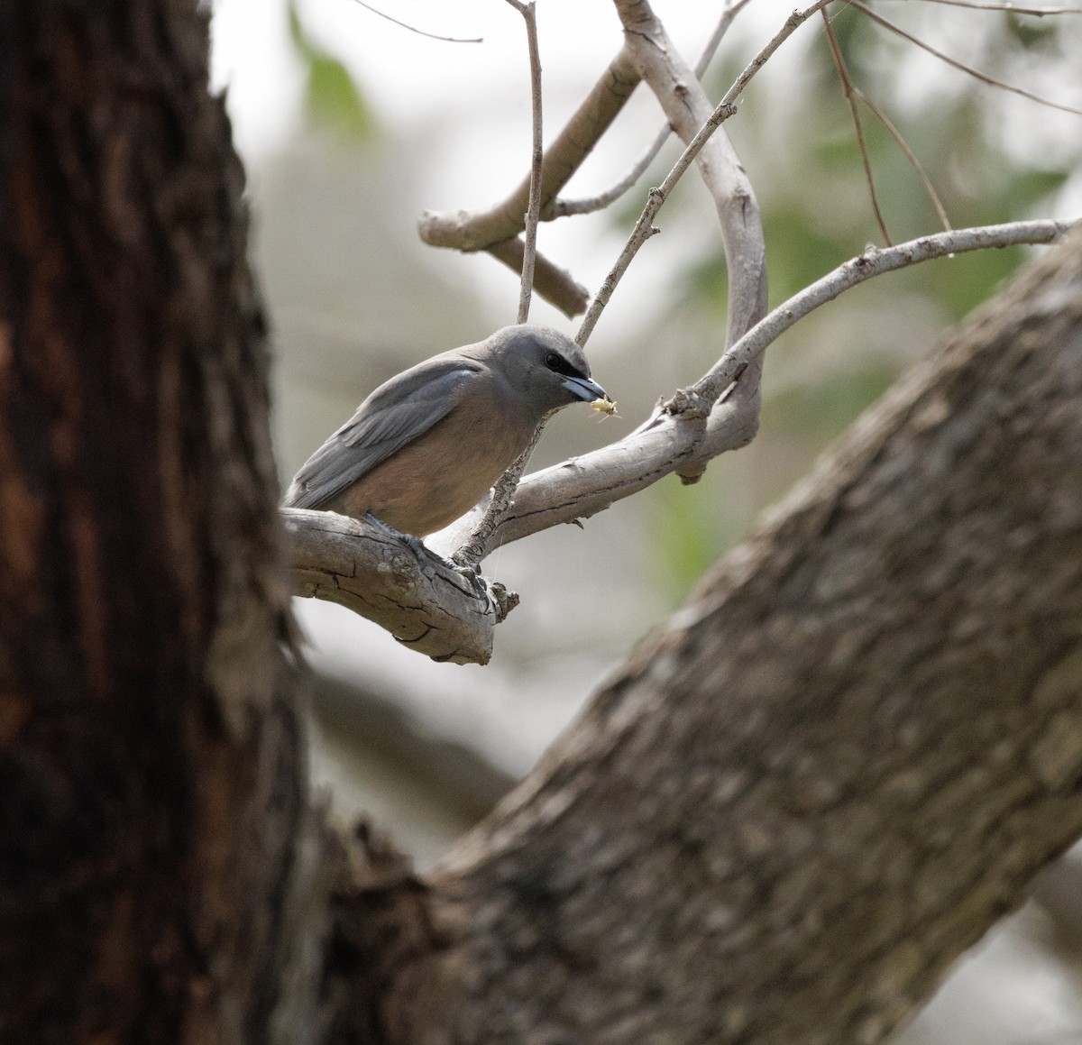 White-browed Woodswallow - ML646507887