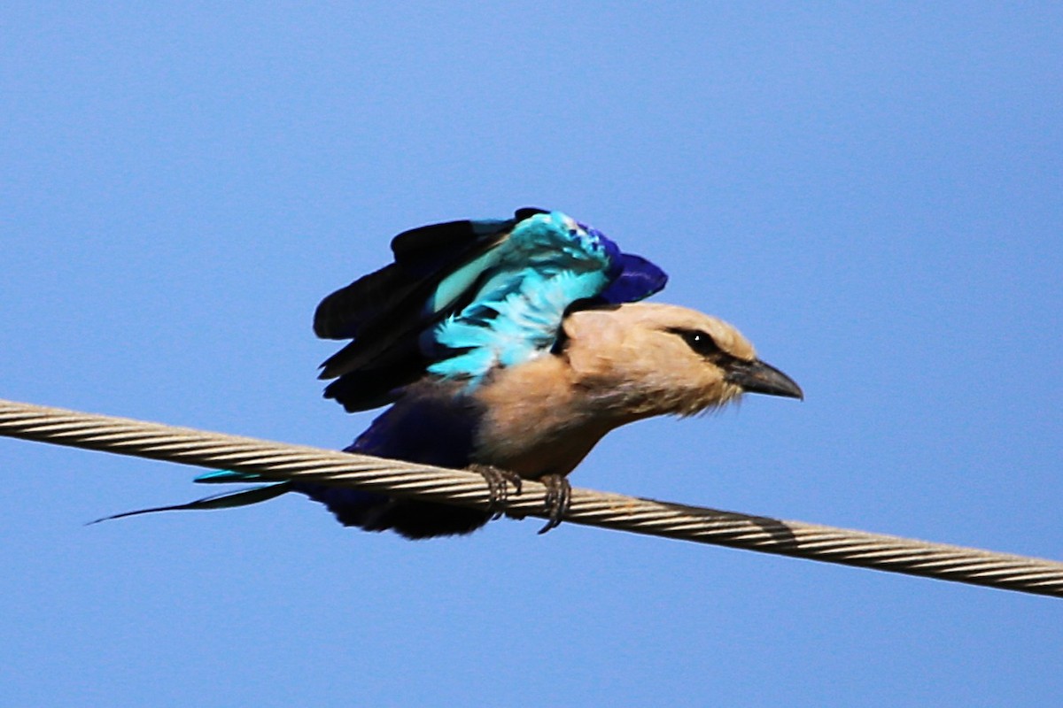 Blue-bellied Roller - ML646507889