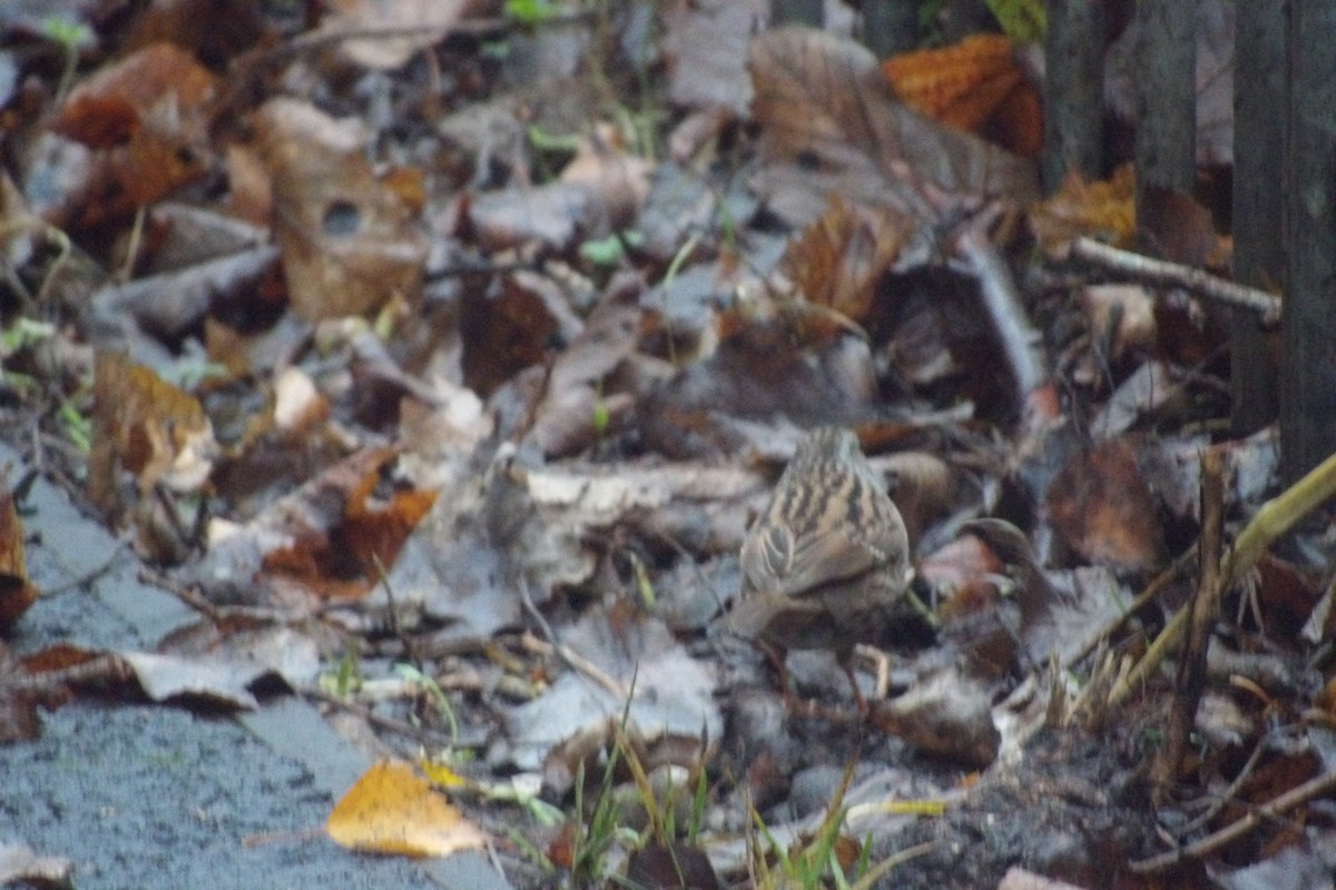 Dunnock - ML646507890